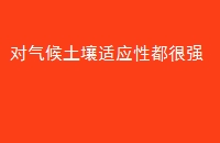 ӦԶǿ